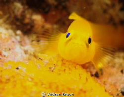 Pigmy goby guarding its eggs. by Vedran Braun 